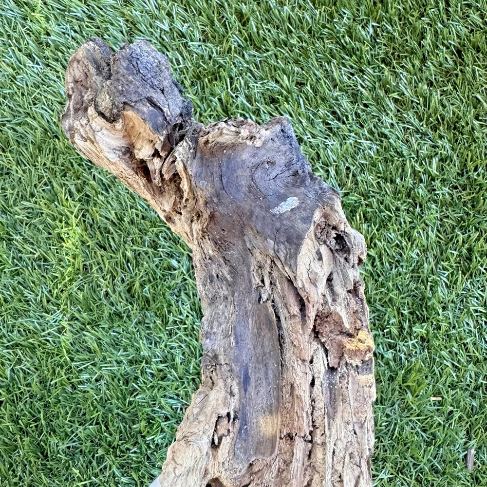 Natural Driftwood California Coast Rustic Beach Decor Aquarium Terrarium Piece